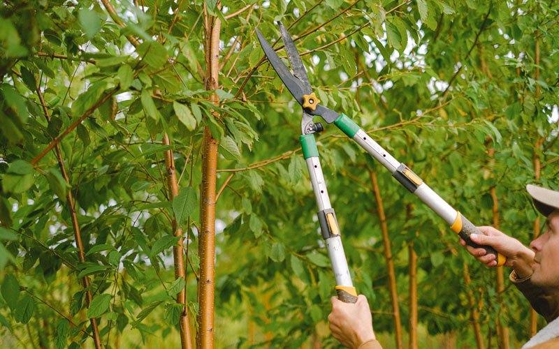 Tree trimming in Summitville, IN